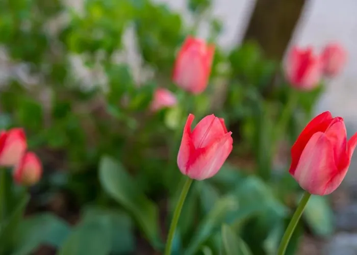 Braut Krk Appartamento Krk Town