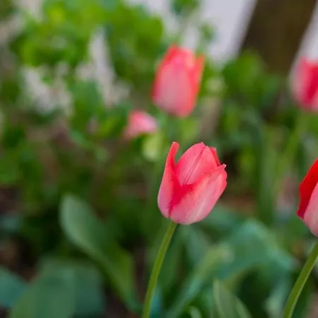 Braut Krk Lejlighed Krk Town